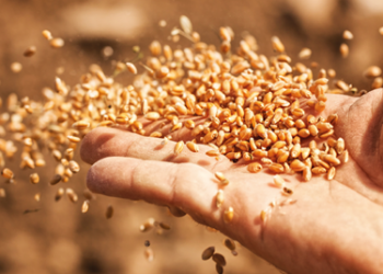 LEGACY 2030, l’impegno di Birra Peroni per la sostenibilità