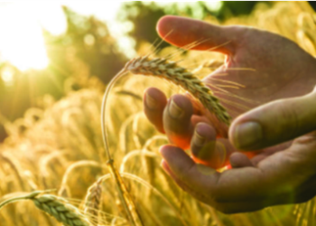 Sygenta e la tutela del terreno per un futuro sostenibile.