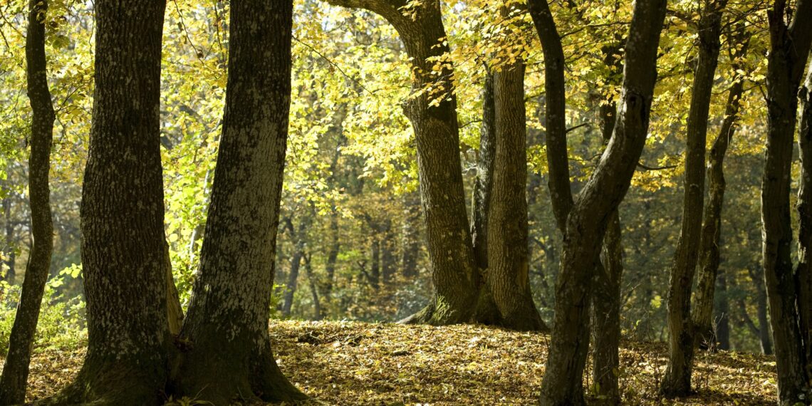 L’impegno di DXC Technology a tutela del clima e del pianeta