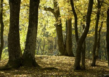 L’impegno di DXC Technology a tutela del clima e del pianeta