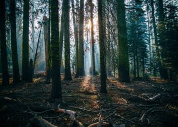 Dedalus si prefigge l’obiettivo zero emissioni entro il 2030