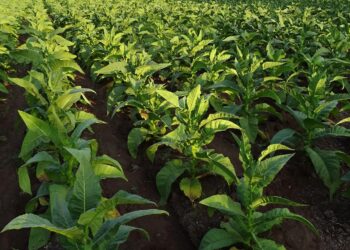 L’impegno di Philip Morris a sostegno della filiera tabacchicola italiana