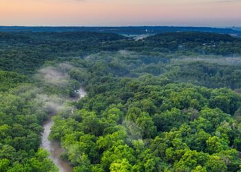 Noleggiare un’auto con Maggiore aiuta a proteggere la foresta amazzonica