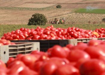 La lavorazione di pomodori è più facile con la piattaforma smart di ABB