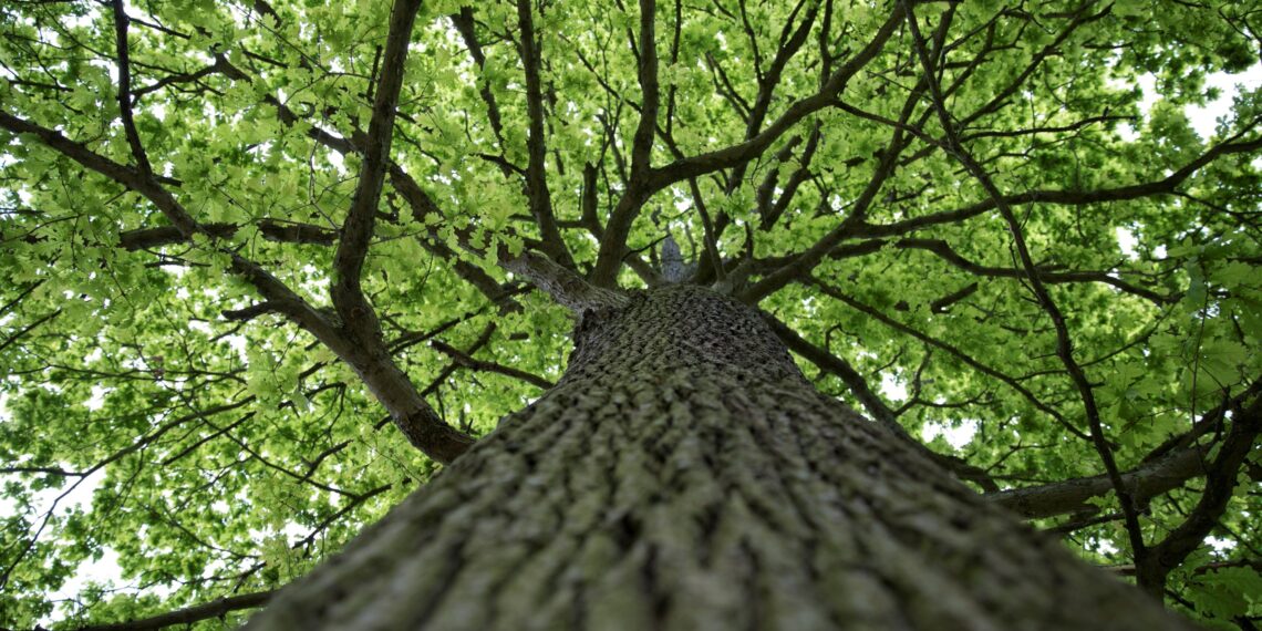 Sustainability Smart Hub, la soluzione di analisi degli SDG di Avanade