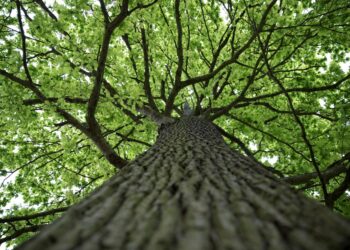 Sustainability Smart Hub, la soluzione di analisi degli SDG di Avanade