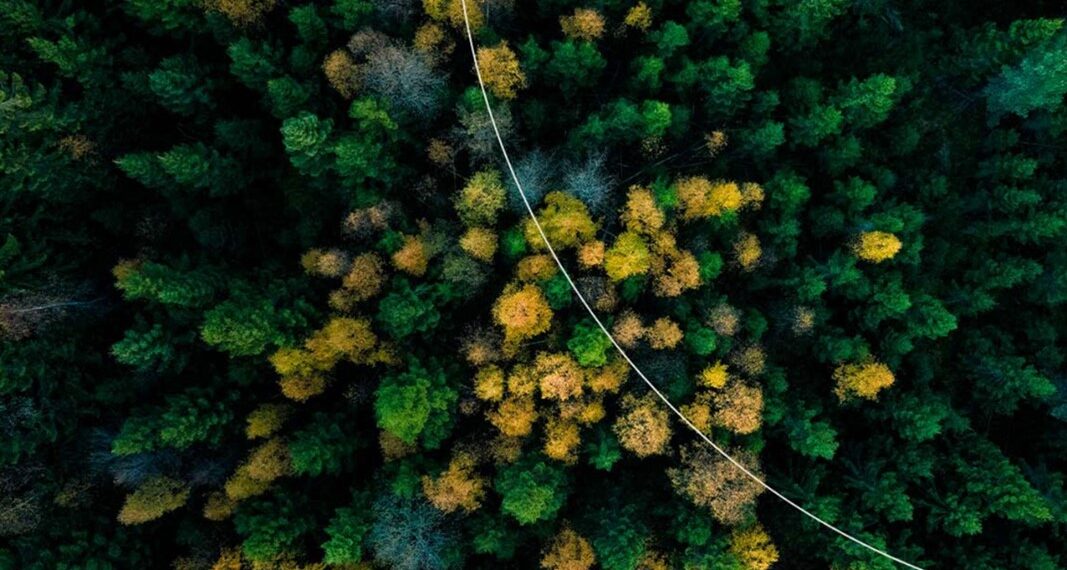 Mastercard a supporto della riforestazione globale attraverso l’impegno di Priceless Planet Coalition