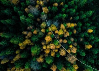 Mastercard a supporto della riforestazione globale attraverso l’impegno di Priceless Planet Coalition