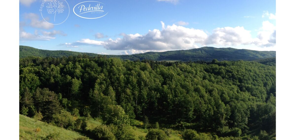 Tutela dell’ambiente: Pedevilla adotta un bosco per contribuire ad un futuro più sostenibile.