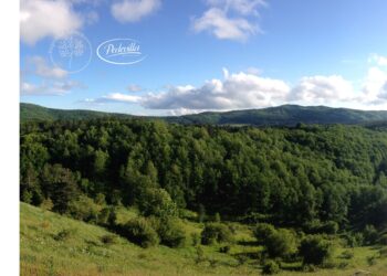 Tutela dell’ambiente: Pedevilla adotta un bosco per contribuire ad un futuro più sostenibile.