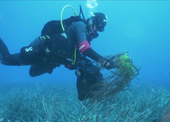 Energy4Blue: il progetto di E.ON per tutela del mare e della biodiversità